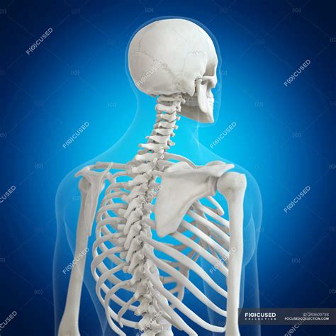 Illustration Of Back Bones In Human Skeleton On Blue Background