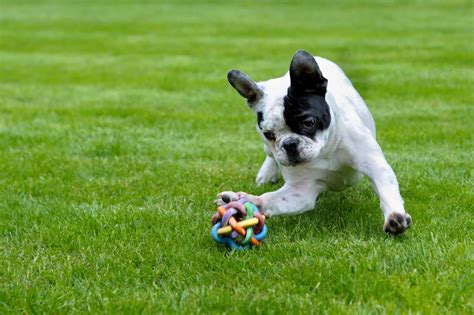 Free Picture Field Grass Puppy Lawn Dog Outdoor Playful