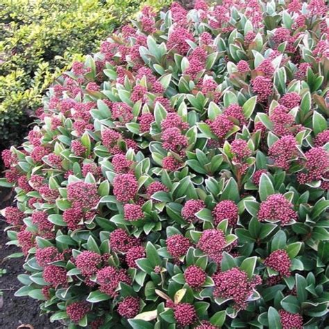 1 X Skimmia Japonica Rubella Evergreen Shrub Hardy Garden Plant In