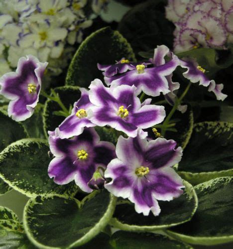 Saintpaulia African Violet Rs Tochnyy Udar Leaf Ukrainian Variety