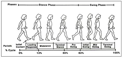 What You Need To Know About The Phases Of Gait