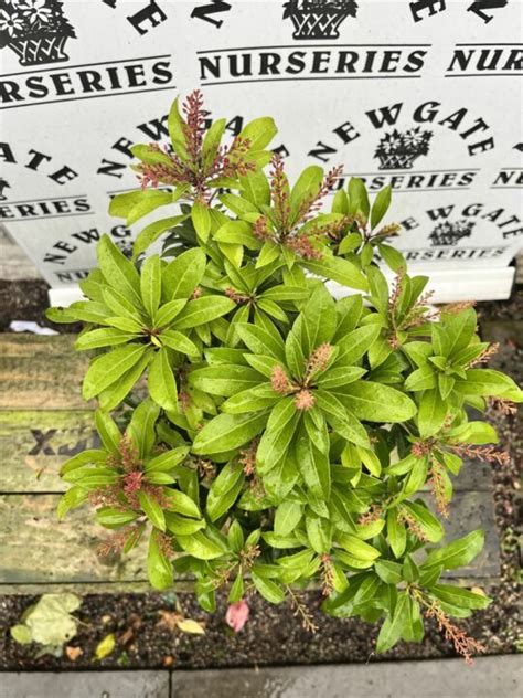 Pieris Japonica Passion 40cm Tall Newgate Nurseries