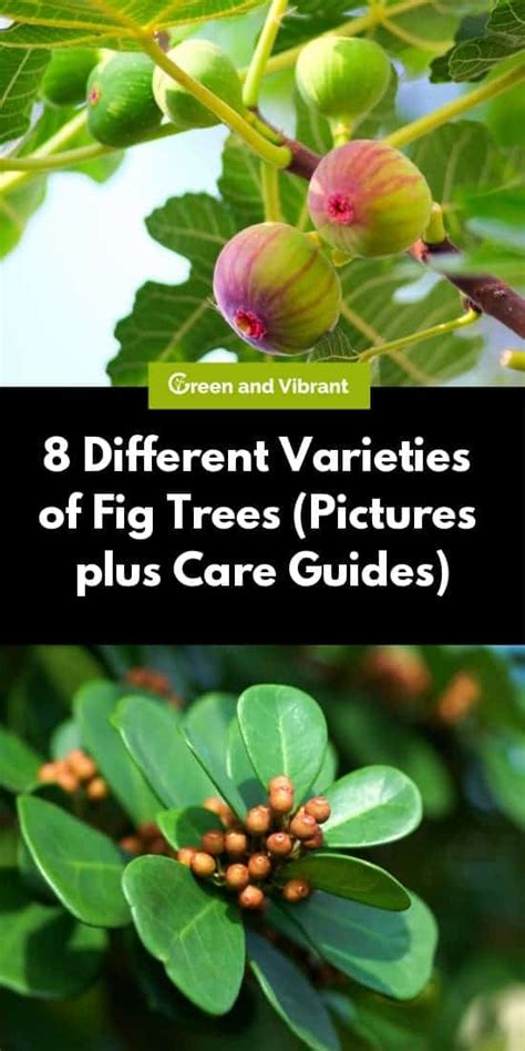 Fig Trees Buying And Growing Guide