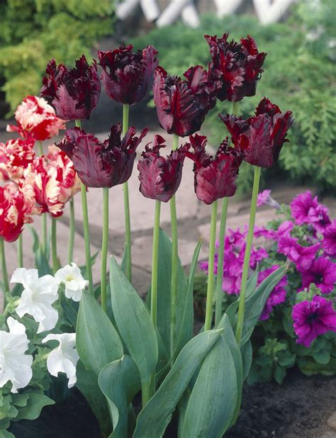 Tulip Black Parrot De Vroomen Garden Products Landscape