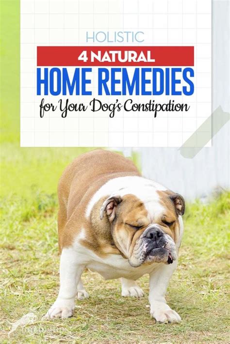 Home Remedy For Dog Constipation Top Dog Tips