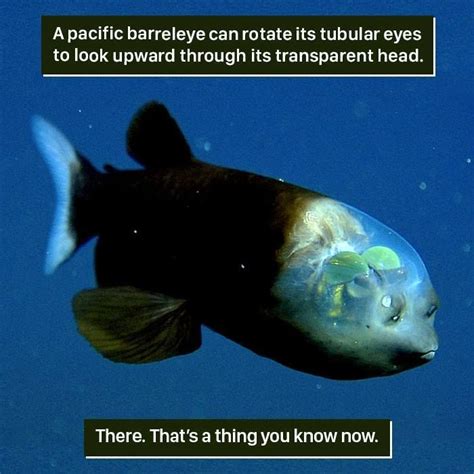 116 Times Nature Proved Its Too Weird For Us To Handle Fun Facts