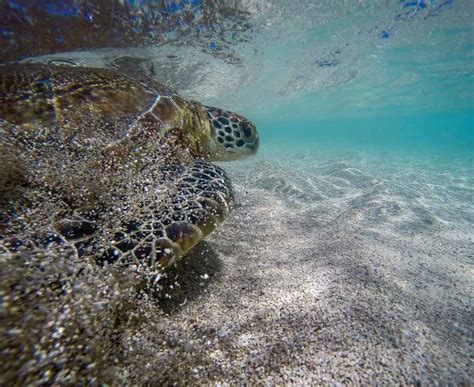 Green Turtles As Silent Sentinels Of Pollution In The Great Barrier