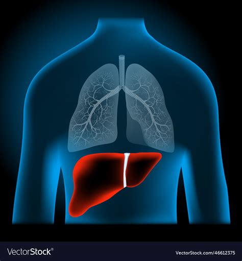 Location Of Human Liver Red Liver Into X Ray Blue Vector Image
