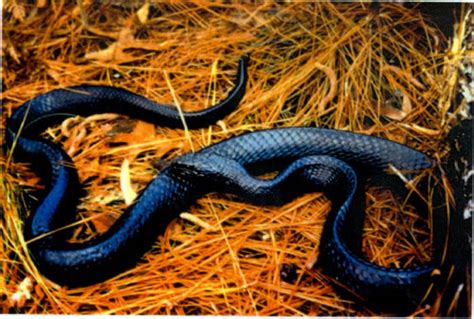 Eastern Indigo Snake Creationwiki The Encyclopedia Of Creation Science