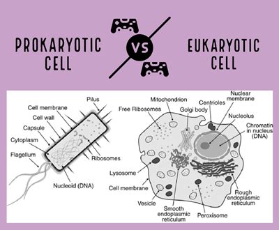 Prokaryotes Vs Eukaryotes Differences My Biology Dictionary