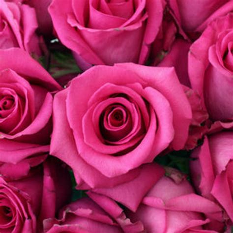 Cotton Candy Pink Roses Wholesale Long Stem 50 Cm In 2020 Hot
