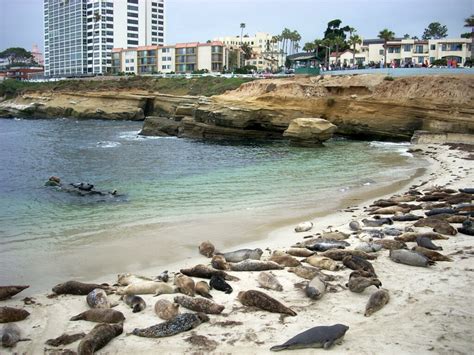 Checking Out The La Jolla Harbor Seals San Diego Beach Secrets
