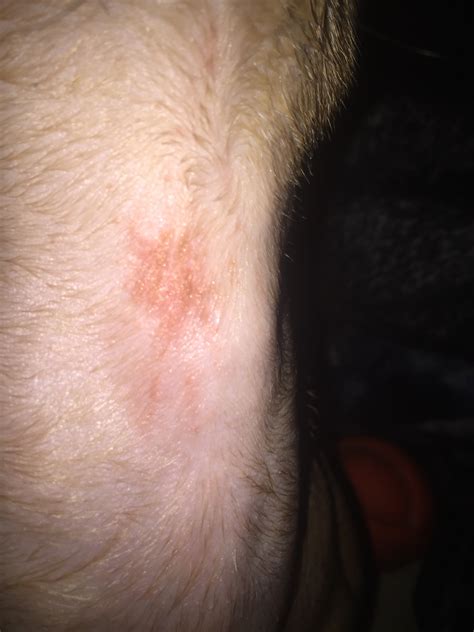 My Dog Has What Looks Like A Rash Under Her Neck Bella She Is 2 I