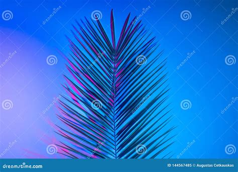 Bright Tropical Leaves Of Paradise Palm Leaves In Neon Light Royalty