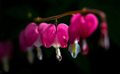 Pink Flowers Macro Close Up Black Background Wallpaper