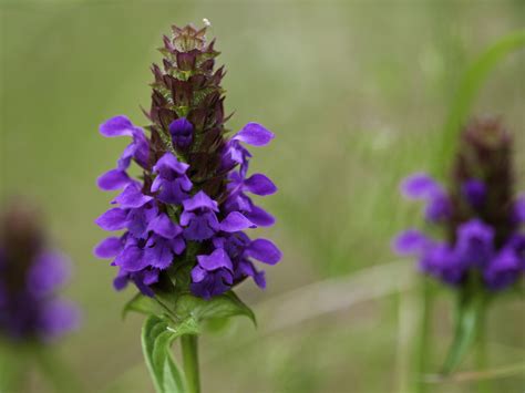 How will you know that you have healed? Prunella Vulgaris: Does Selfheal Really Heal? - Ask Dr. Weil