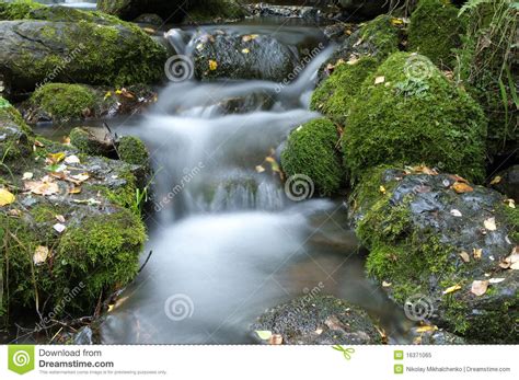Brook In The Forest Stock Image Image Of Tree Forest 16371065