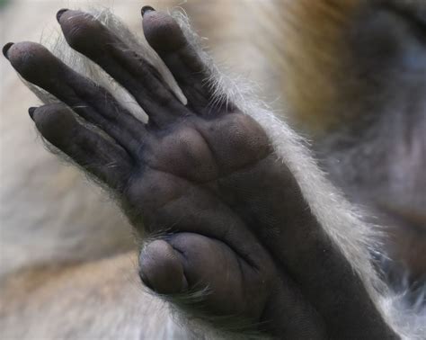 Hands And Feet Of Barbary Macaque Monkeys Monkey Forest Trentham