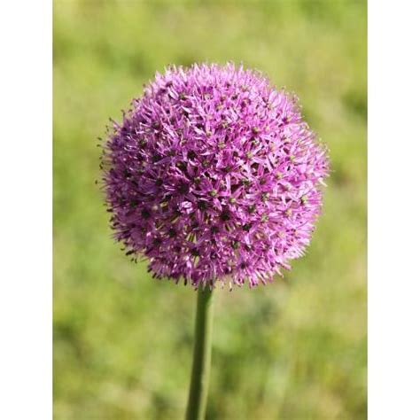 Allium Gladiator Ail D Ornement Aux Ombelles De Fleurs Violet Lilas
