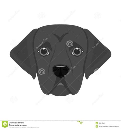 The Dog Breed Is A Labradormuzzle Labrador Retriever Single Icon In