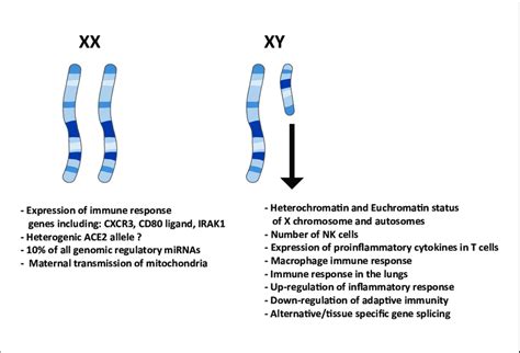 Effect Of Sex Chromosomes On The Immune Related Functions The X Download Scientific Diagram