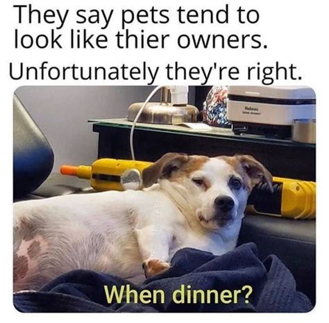 Dog Memes Funny Talking Dog Videos Dog Jokes
