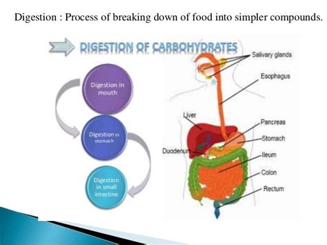 Digestion Of Carbohydrates Diagram