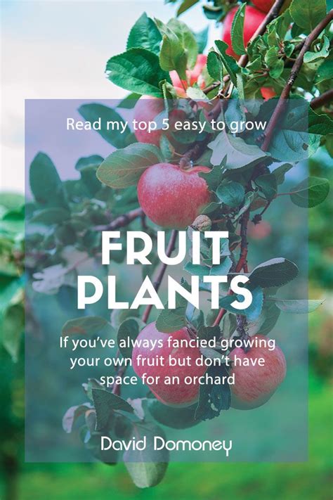 Always Fancied Growing Your Own Fruit But Dont Have Space For An