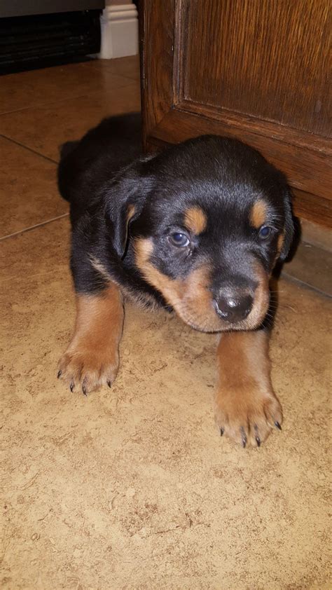 My new rottweiler puppy! Reddit meet Atilla : aww