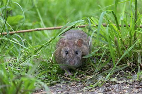 Brown Rat Photograph By Dr P Marazziscience Photo Library Pixels