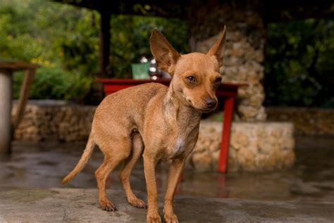 Características Del Chihuahua Cabeza De Venado Nuria Mobile