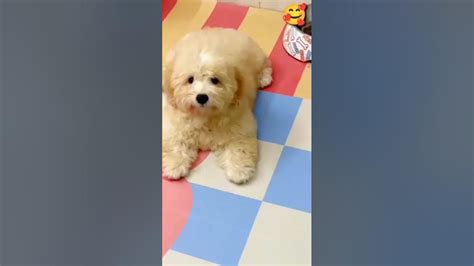 Lovely Puppies And So Cute Of Pets Scop 424 Youtube
