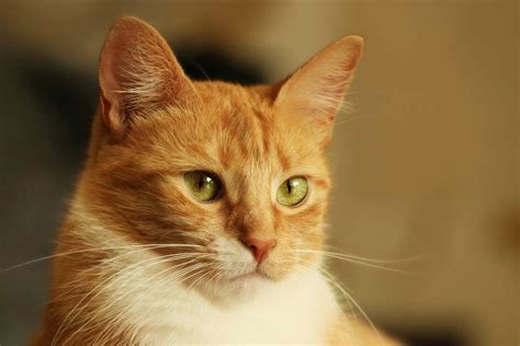 Shock Due To Heart Failure In Cats Symptoms Causes