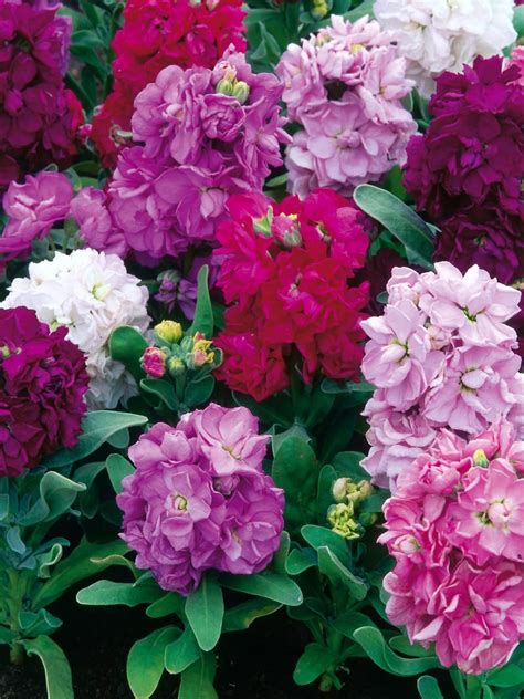 Not all indoor plants were born equal. 17 Annual Flowers for Year-Round Color | Annual flowers ...