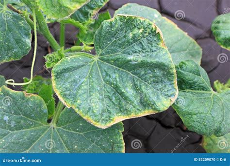 Cucumber Leaves With Yellowed Edges Stock Photo Image Of Nature