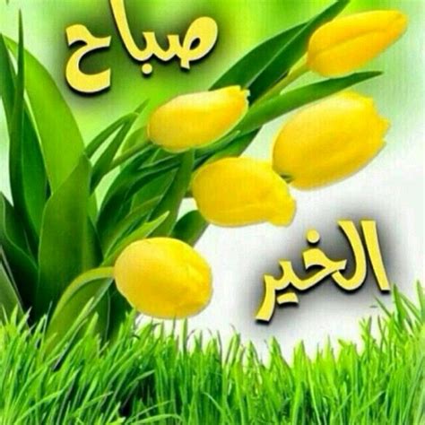 صباح النور والسرور والجميل Good Morning Images Flowers Good Morning Arabic Good Morning