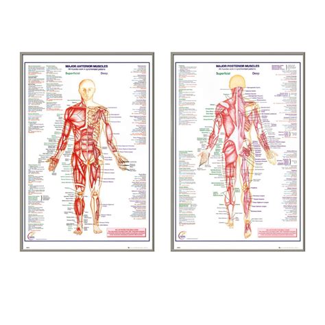 The Human Body Framed 2 Piece Medical Educational Poster Print