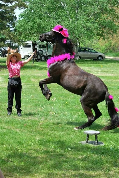 Horse Tricks Met Afbeeldingen