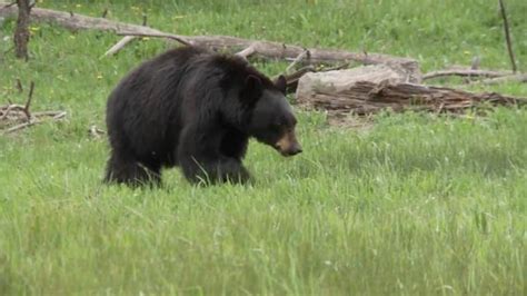 Woman Claims She Was Licked By Bear While Listening To Music And Doing