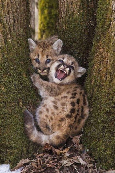 Cute Cougar Cubs Rhardcoreaww