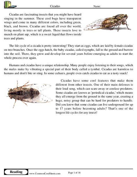 Cicadas Worksheet Download