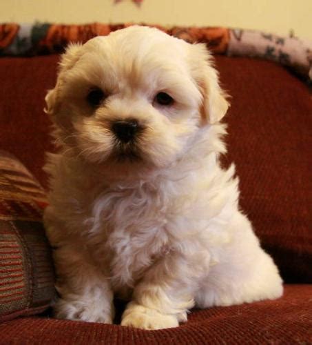 Adorable Maltese X Shih Tzu Puppies Malshi For Sale In Hamilton