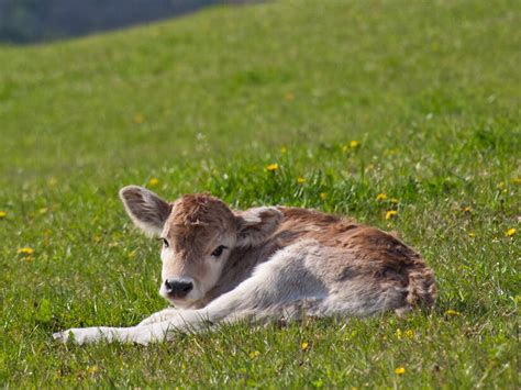 Kalb Wissenswertes Zum Thema Kalbfleisch