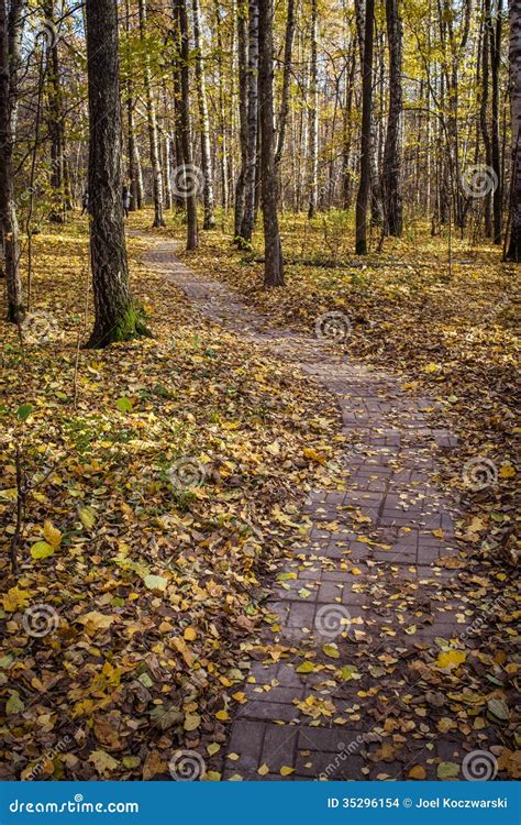 Stone Path Through Birch Forest In Fall Stock Images Image 35296154