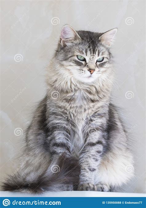 Sweet Long Haired Cat Of Siberian Breedbeauty Pet Of
