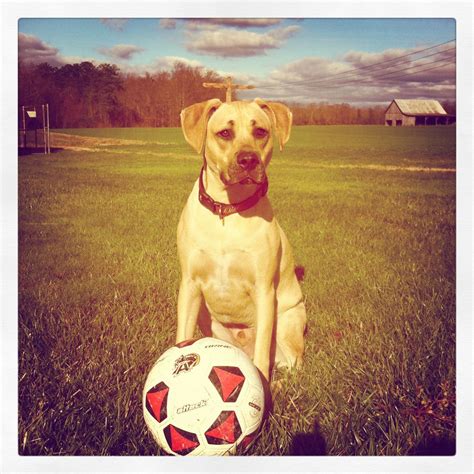 Soccer Dog Soccer Pictures Soccer Cute