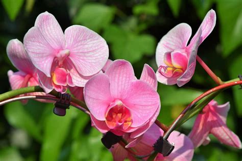 Growing Orchids Hydroponically A Full Guide Gardening Tips