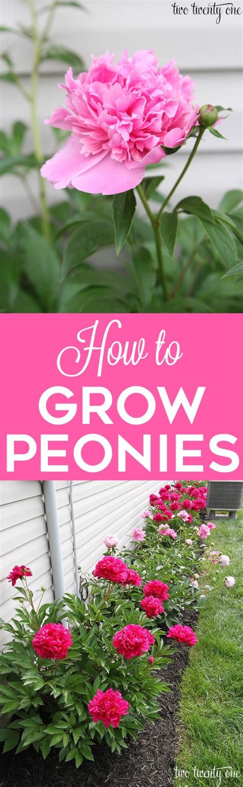 Great Tips On How To Grow Peonies By Elinor Growing Peonies Plants