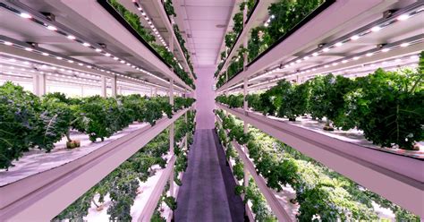5 Benefits Of Cea Controlled Environment Agriculture Vitabeam