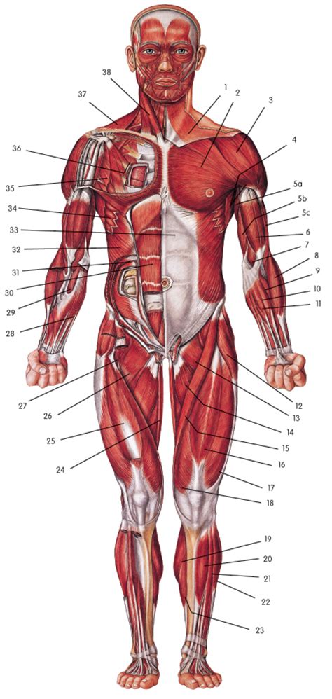 Sistema Muscular Humano